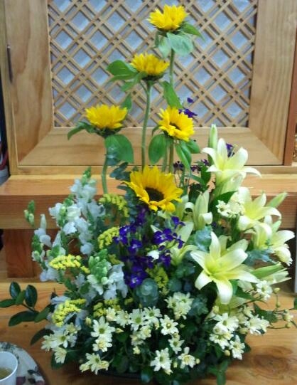 ���ܲɲ���