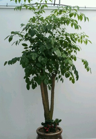 �ٷκ�������