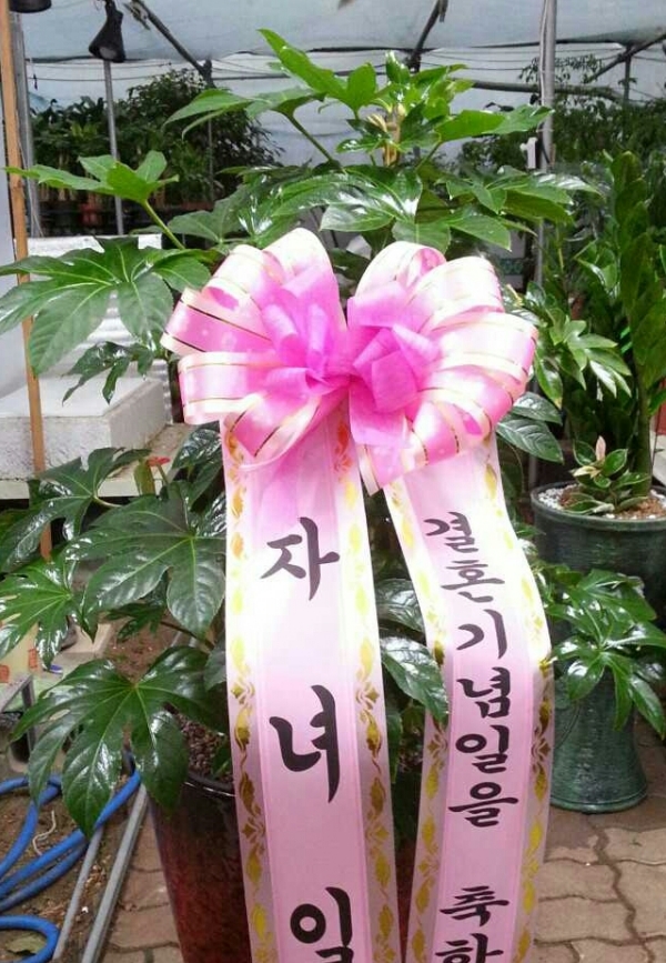 ��ȥ��� ��