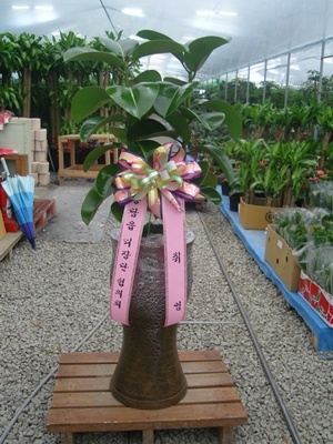 �����̻�������